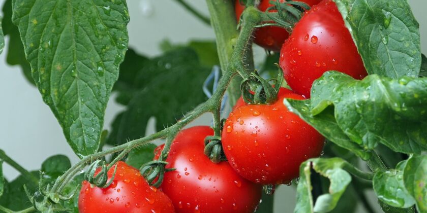 Come aumentare la produzione di pomodori-proiezionidiborsa.it