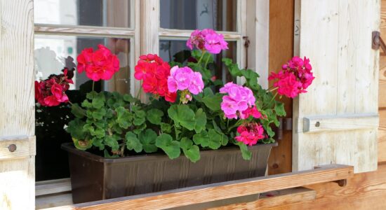 Come curare i gerani sul balcone e in giardino-proiezionidiborsa.it