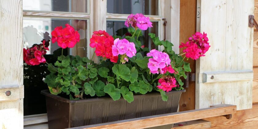 Come curare i gerani sul balcone e in giardino-proiezionidiborsa.it