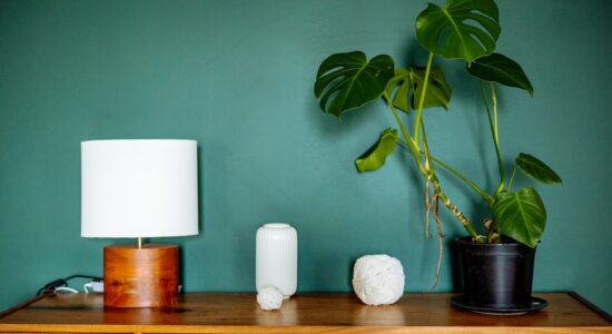 Come curare le radici della monstera