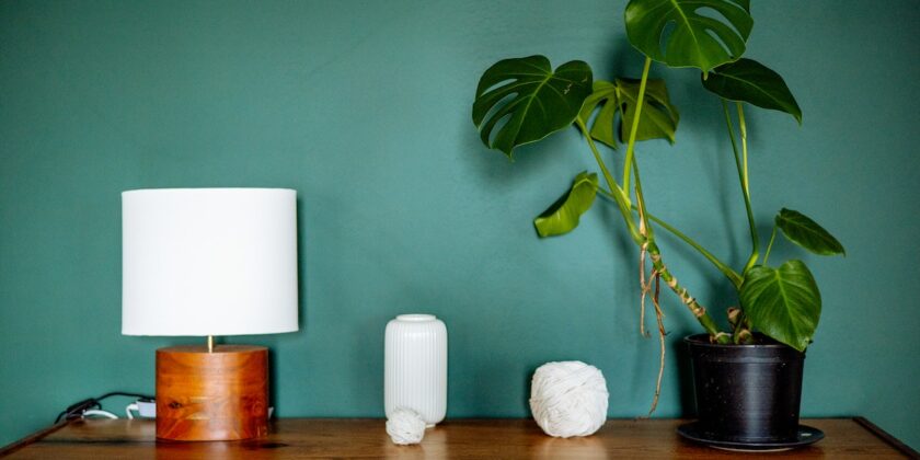 Come curare le radici della monstera