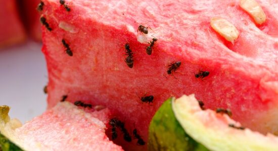 Come eliminare velocemente le formiche con rimedi facili