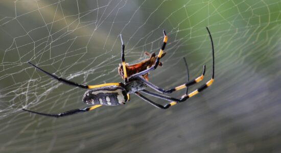 Come tenere lontani i ragni dal balcone con la pianta aromatica repellente