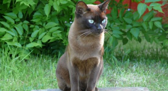 Il burmese, il gatto portafortuna che non perde il pelo
