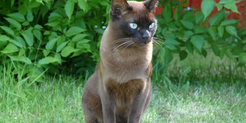 Il burmese, il gatto portafortuna che non perde il pelo