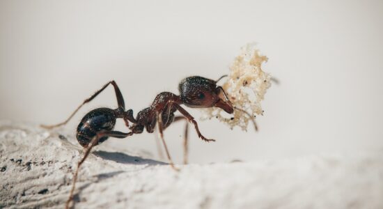 Il rimedio naturale che terrà quelle odiose formichine lontane-proiezionidiborsa.it