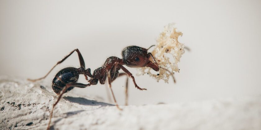 Il rimedio naturale che terrà quelle odiose formichine lontane-proiezionidiborsa.it