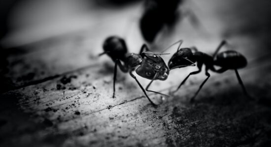 La pianta miracolosa che scaccia le formiche, ecco qual è