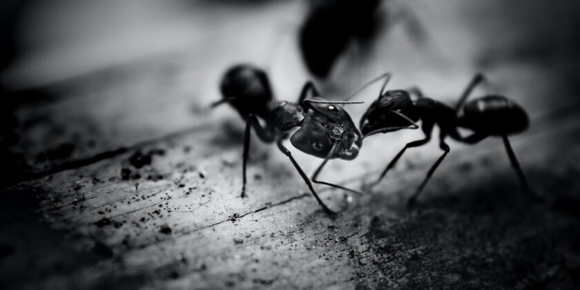 La pianta miracolosa che scaccia le formiche, ecco qual è