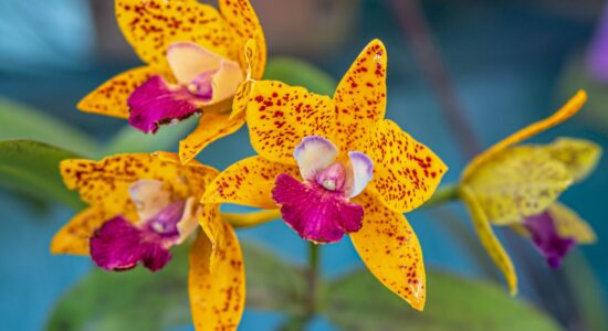 La tua orchidea presenta boccioli gialli e secchi che cadono