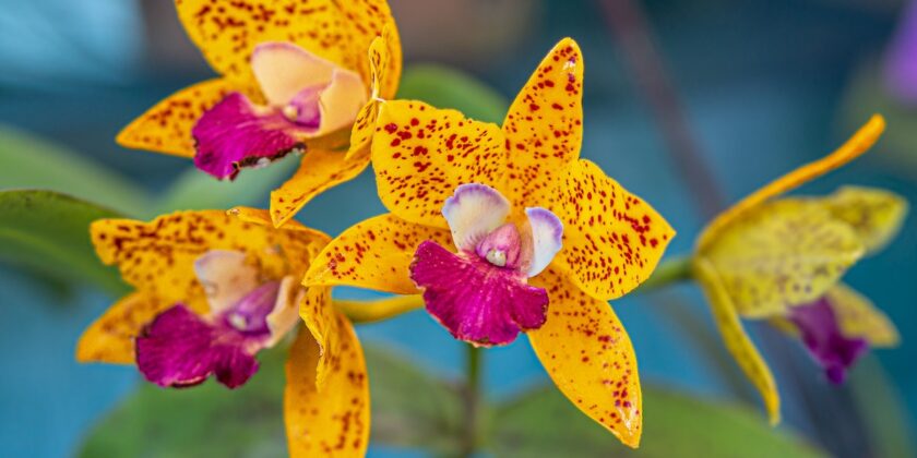 La tua orchidea presenta boccioli gialli e secchi che cadono