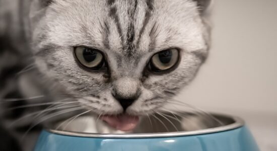 Migliore cibo per gatti-proiezionidiborsa.it