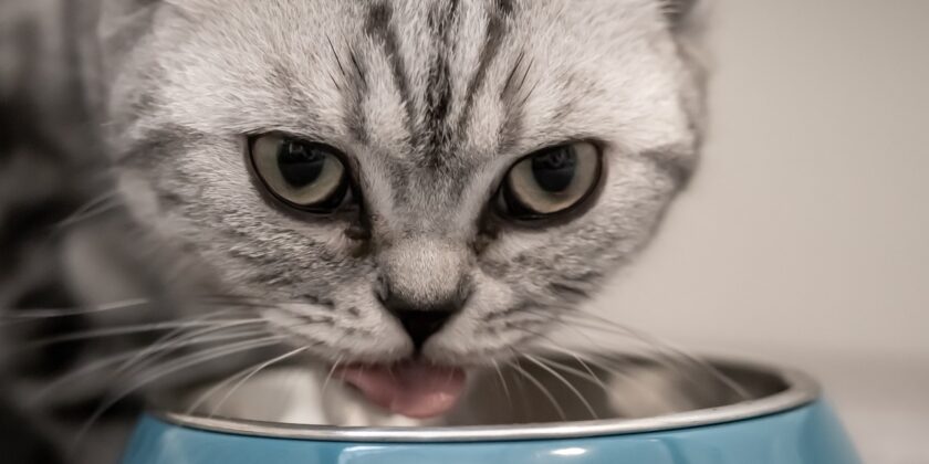 Migliore cibo per gatti-proiezionidiborsa.it