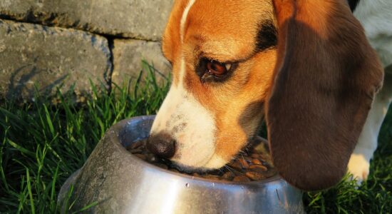 Migliori crocchette per cani del 2023-proiezionidiborsa.it