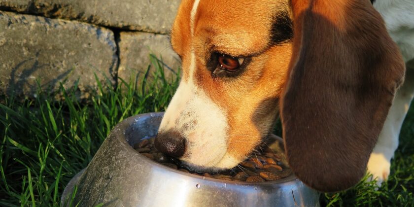 Migliori crocchette per cani del 2023-proiezionidiborsa.it