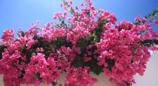 Piante belle che fioriscono tutto l’anno-bouganville-proiezionidiborsa.it