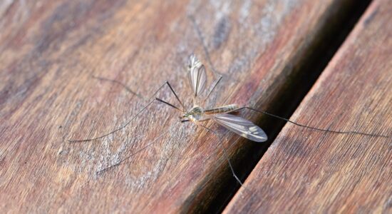Questa pianta da balcone e giardino è odiata dalle zanzare-proiezionidiborsa.it