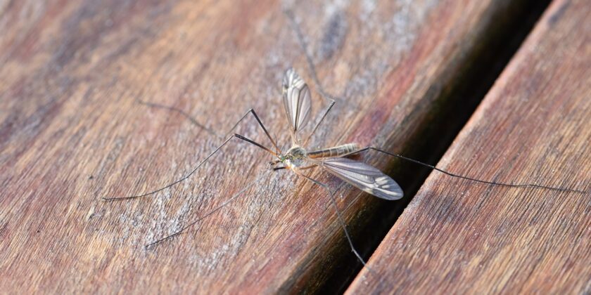 Questa pianta da balcone e giardino è odiata dalle zanzare-proiezionidiborsa.it