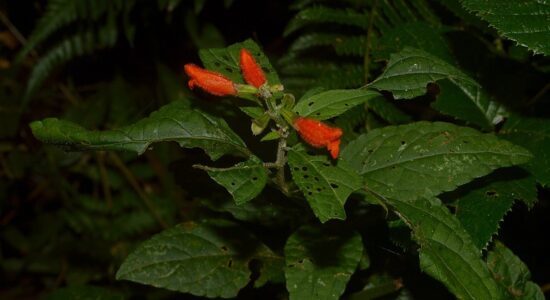 Salvia brutta e foglie bucate