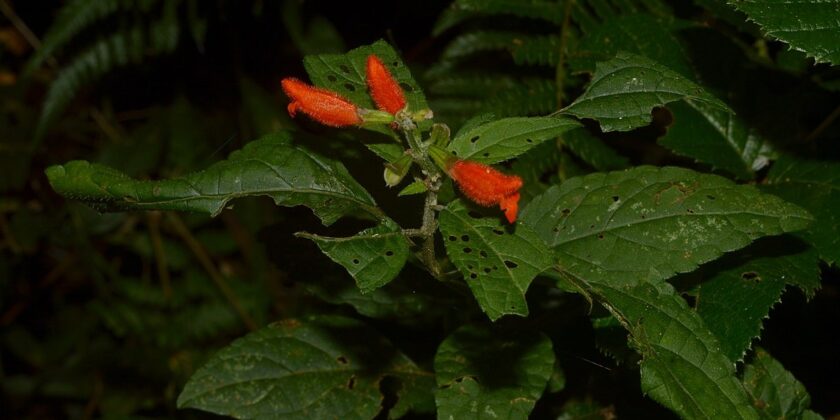 Salvia brutta e foglie bucate