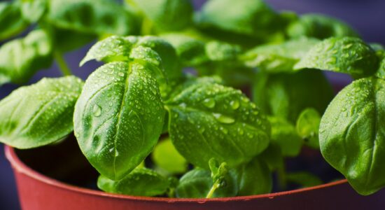 Se le foglie del basilico e menta sono gialle, bianche o marroni-proiezionidiborsa.it