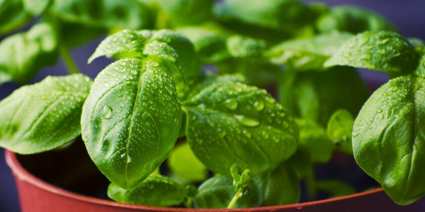 Se le foglie del basilico e menta sono gialle, bianche o marroni-proiezionidiborsa.it