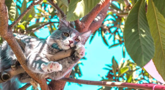 Anche i gatti soffrono il caldo