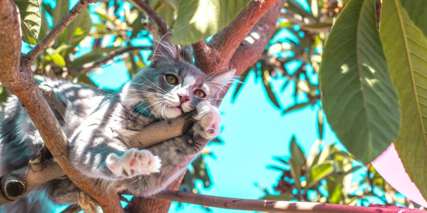 Anche i gatti soffrono il caldo