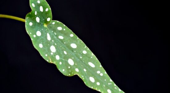 Begonia maculata Wightii-proiezionidiborsa.it