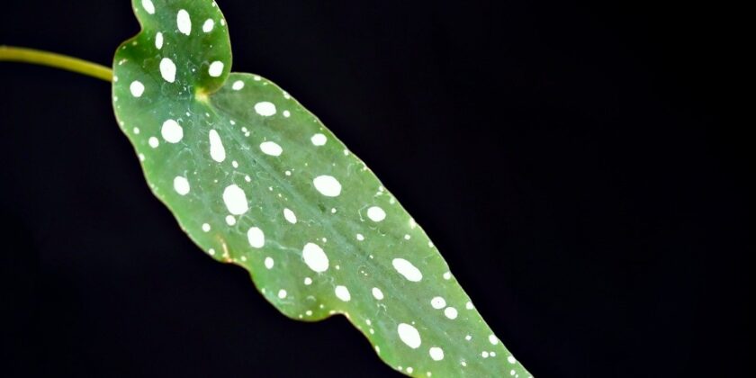 Begonia maculata Wightii-proiezionidiborsa.it
