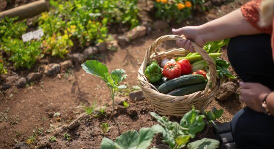 Coltivi i cetrioli nell'orto