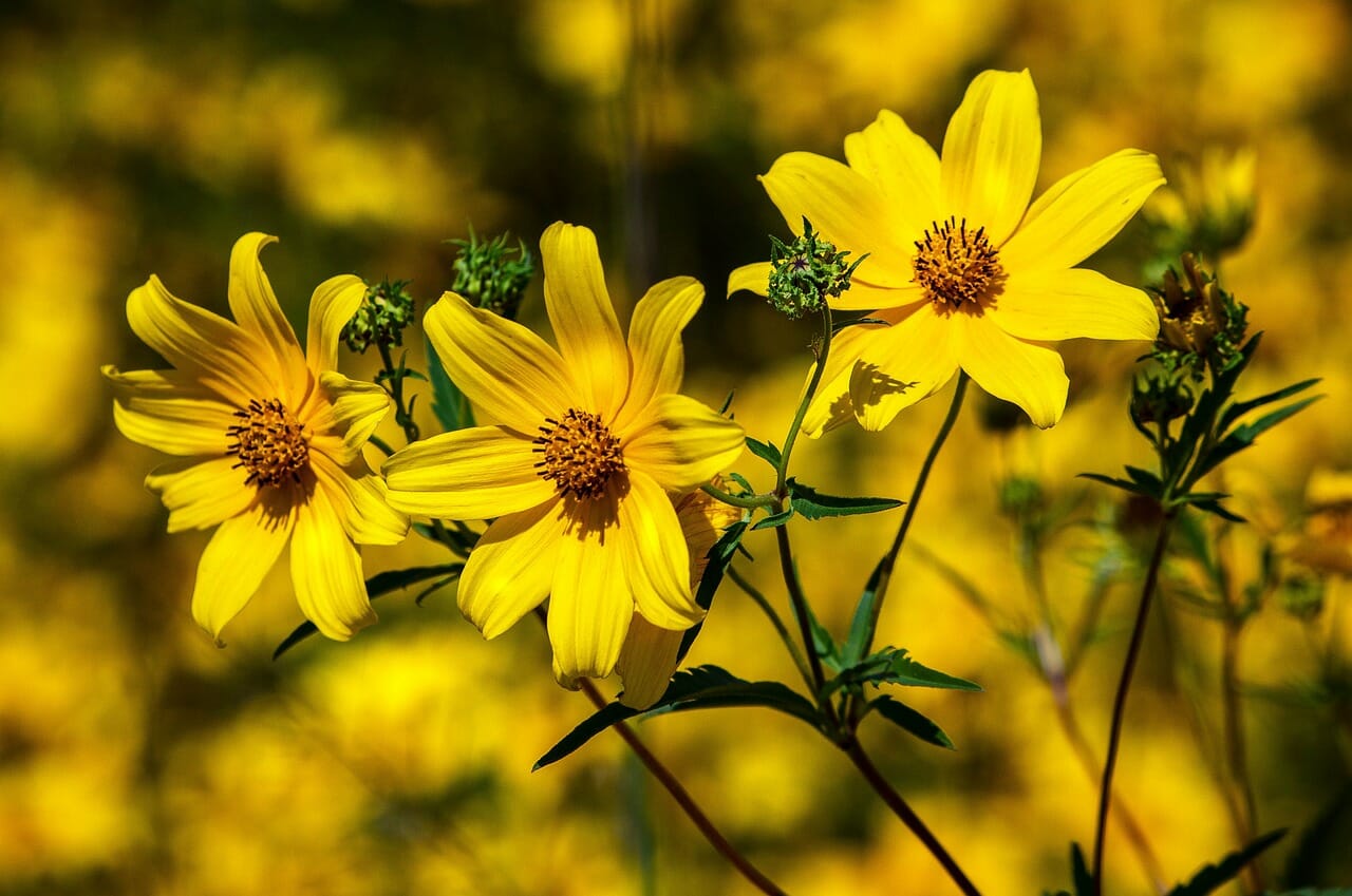 Coreopsis-proiezionidiborsa.it