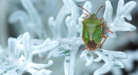 Eliminare le cimici puzzolenti da casa e giardino-proiezionidiborsa.it
