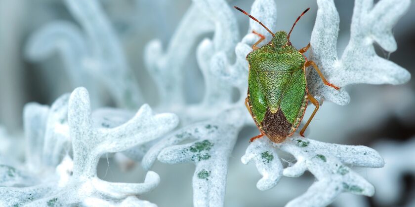 Eliminare le cimici puzzolenti da casa e giardino-proiezionidiborsa.it