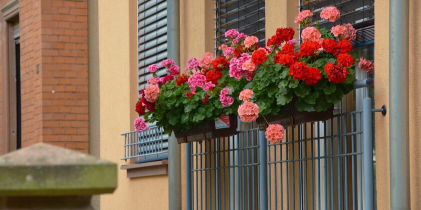 Gerani strepitosi e pieni di fiori fino all’inverno-proiezionidiborsa.it
