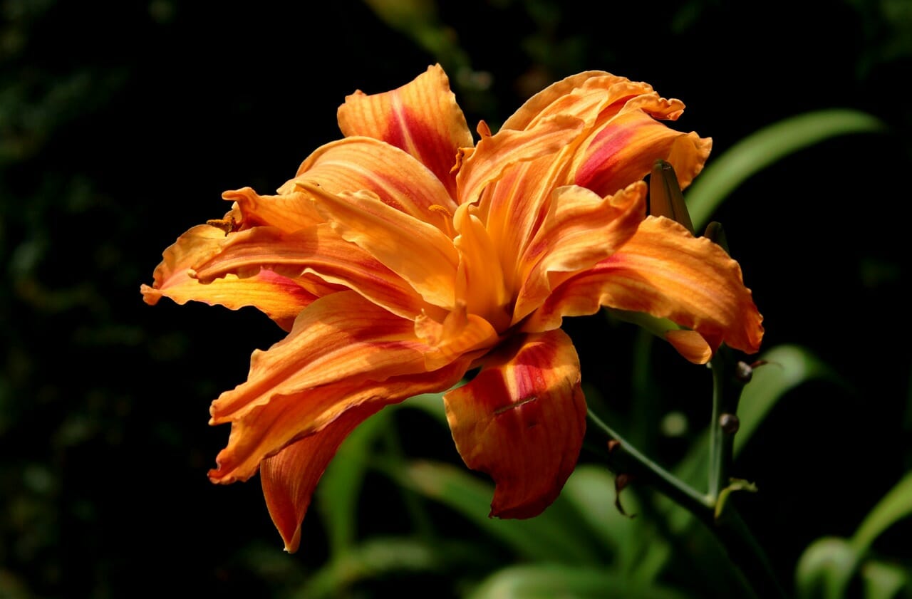 Hemerocallis-proiezionidiborsa.it