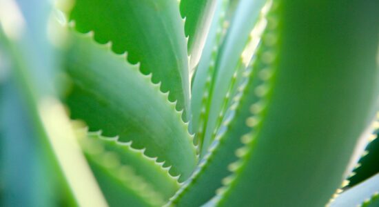 I benefici dell'Aloe vera-proiezionidiborsa.it