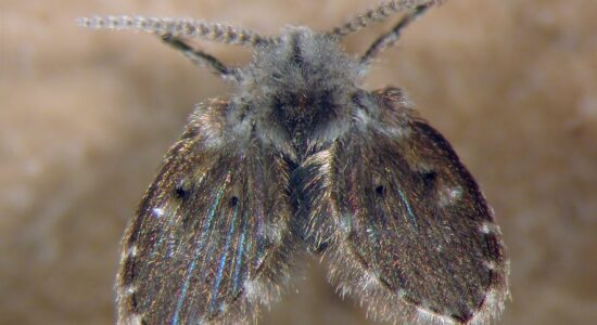 I pappataci sono peggio dei vampiri-foto da wikipedia