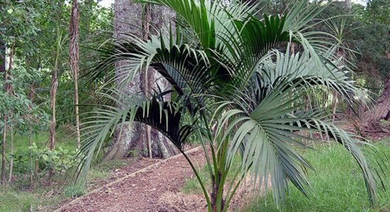 Kenzia-tanetahi, CC BY 2.0, attraverso Wikimedia Commons