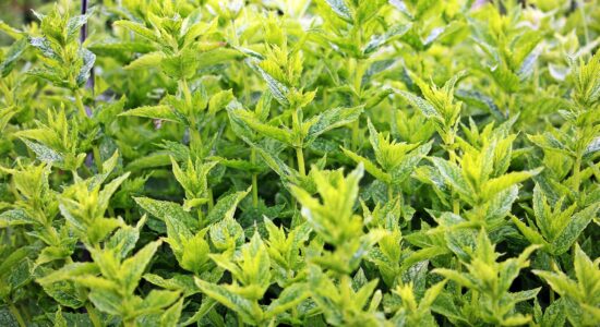 La menta può allontanare le zanzare-proiezionidiborsa.it