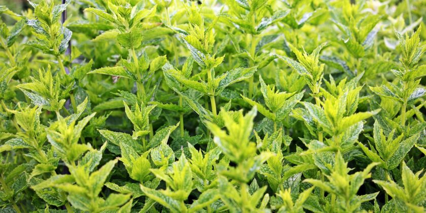 La menta può allontanare le zanzare-proiezionidiborsa.it