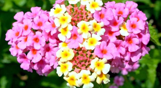 La pianta ornamentale contro le zanzare tigre-Lantana Camara-proiezionidiborsa.it