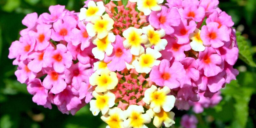 La pianta ornamentale contro le zanzare tigre-Lantana Camara-proiezionidiborsa.it