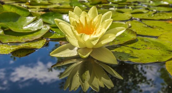 La pianta più bella per abbellire