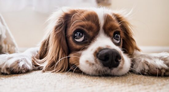 L’errore pericoloso che possiamo fare d’estate con il nostro cane-proiezionidiborsa.it