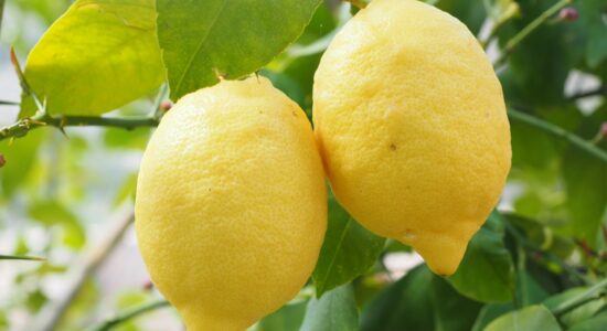 Macchie strane sulle foglie del limone e altri agrumi-proiezionidiborsa.it