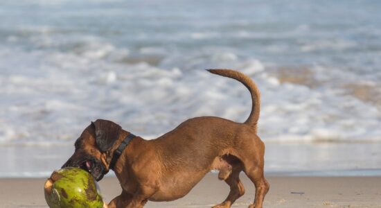 Per il tuo cane provi amore infinito