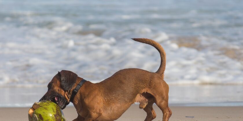 Per il tuo cane provi amore infinito