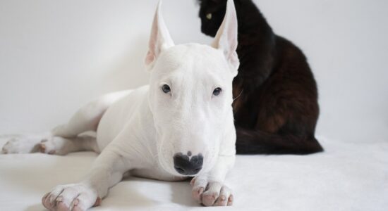 Perché esistono più razze di cani che di gatti-proiezionidiborsa.it