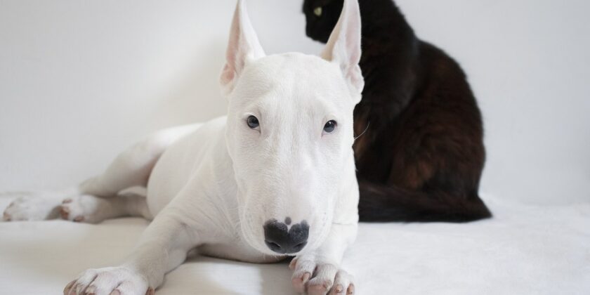 Perché esistono più razze di cani che di gatti-proiezionidiborsa.it
